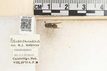 Media type: image;   Entomology 775798 Aspect: Labels